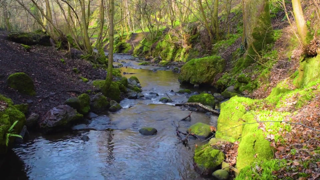☘️ Calm Forest River - Relaxing Sounds of Water and Birds | 3 HOURS of Pure Nature Video