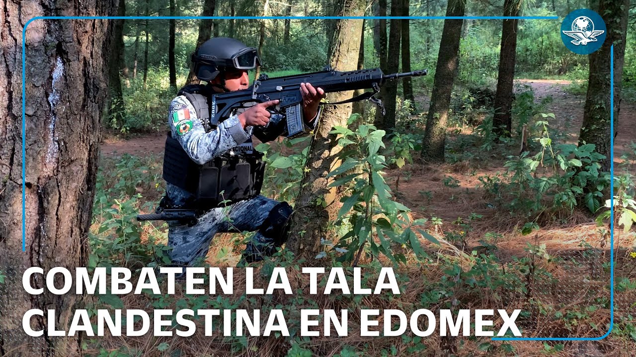 A la caza de aserraderos clandestinos: Así protege la Guardia Nacional los bosques del Edomex
