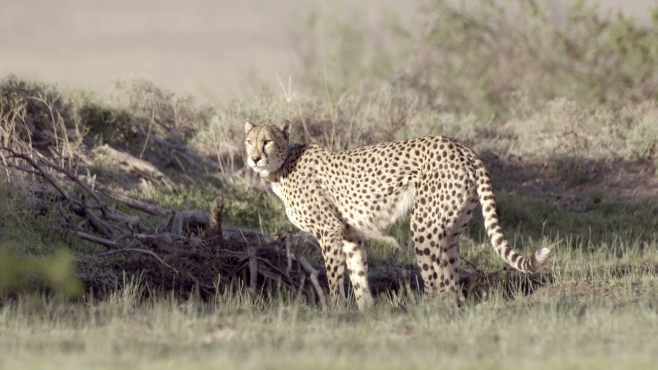 Cheetah Appeal - Samara Private Game Reserve