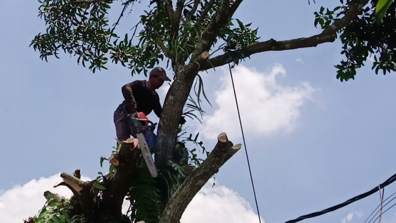 The Jogja Chainsaw Man 05 February 2025