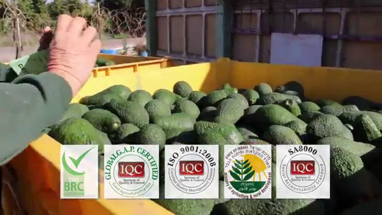 אבוקדו גרנות
