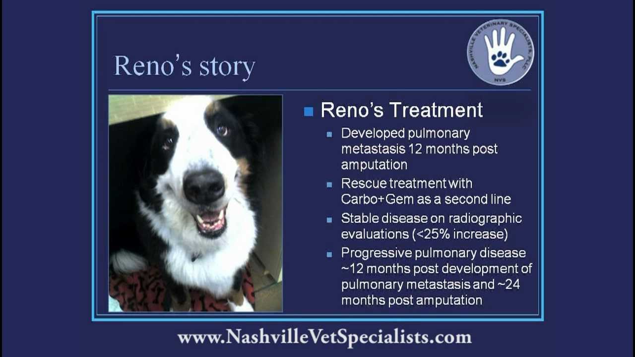 Canine Appendicular Osteosarcoma