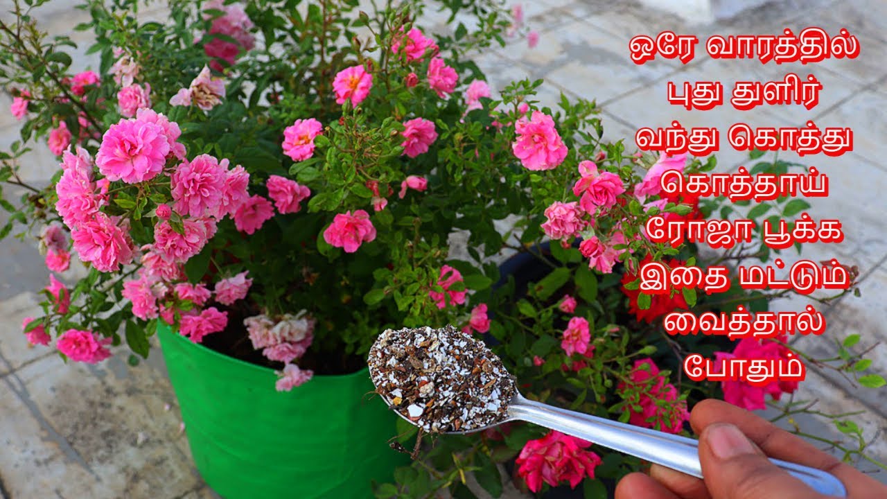 என்னுடைய ரோஜா செடி ரகசிய டிப்ஸ் | My secret tips for rose plants | get more roses in one plant