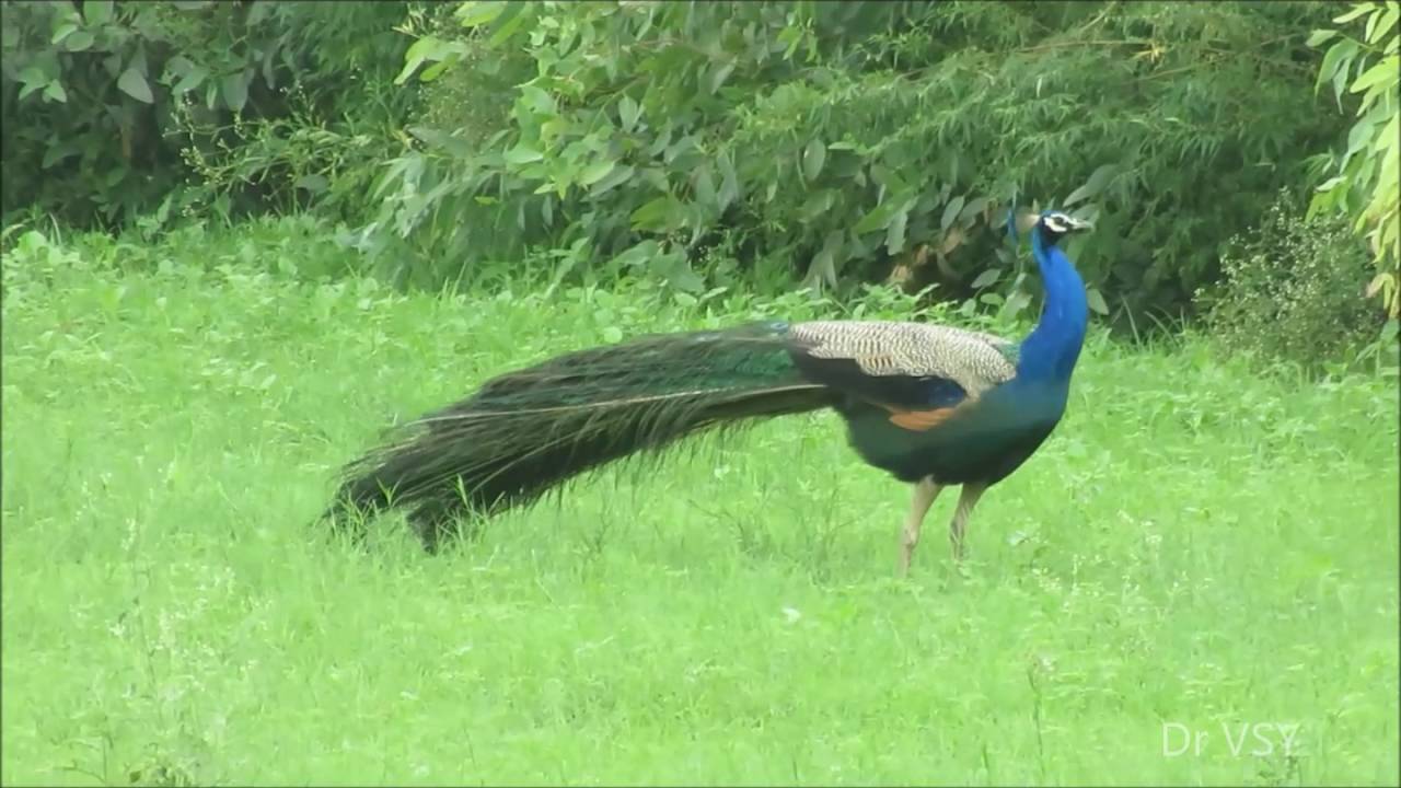 Dancing Peacock - Unseen Steps