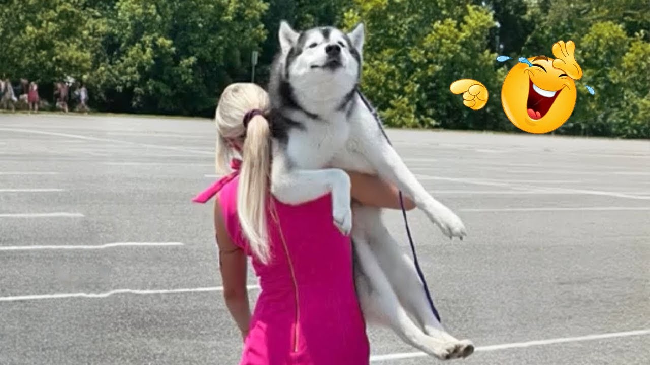 You’ll Die Laughing Watching These Dogs 😂🐶 The Funniest Dog Moments Compilation #48