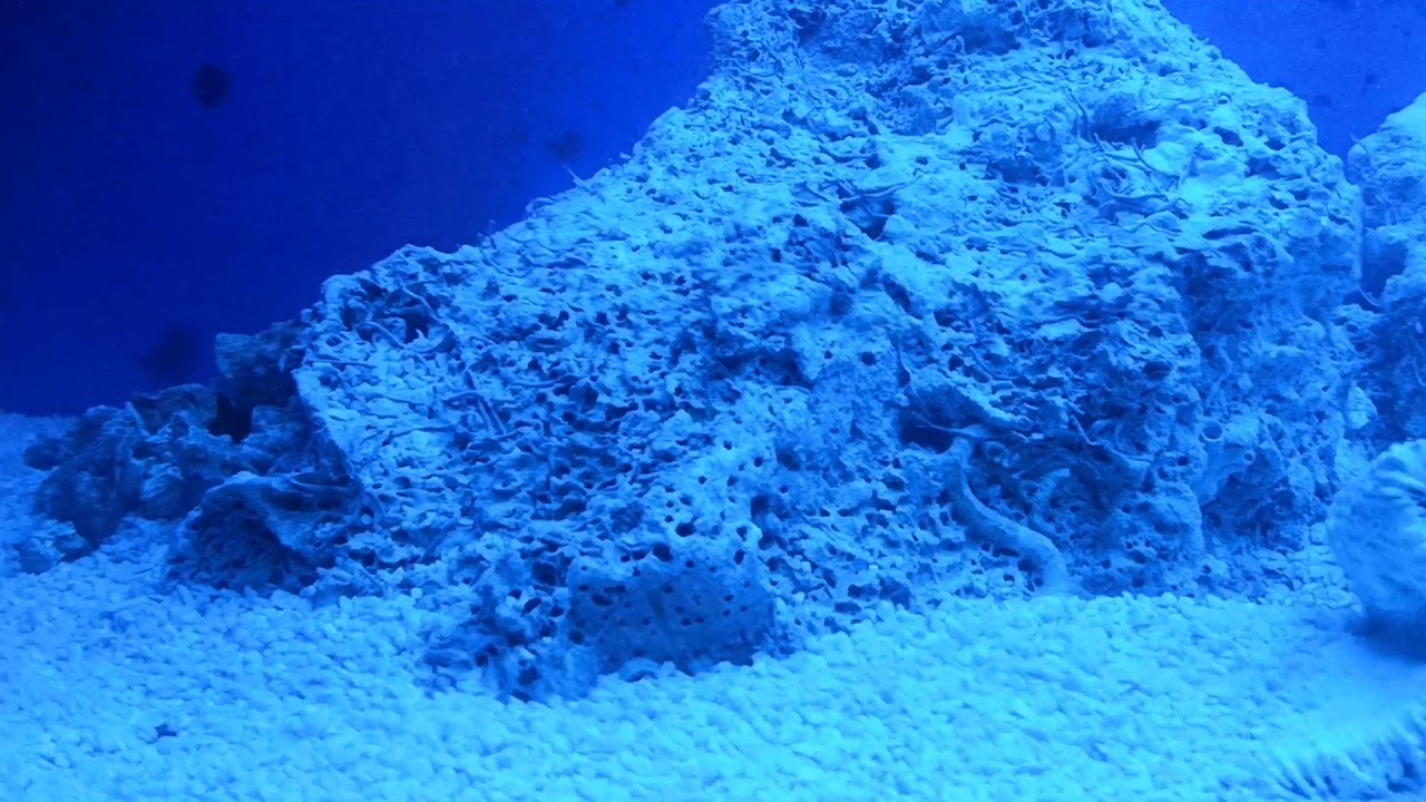 Faszination Meerwasseraquarium TEIL1 /Einlaufphase