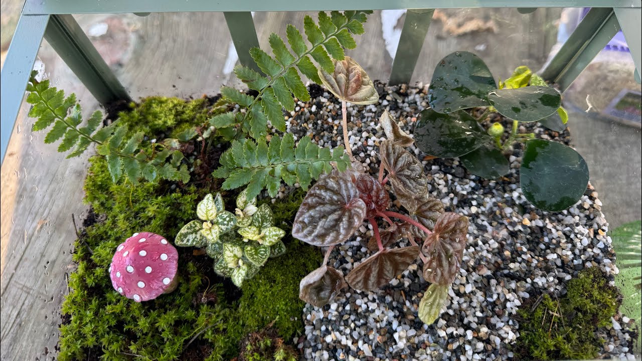 🌿Creating My First Terrarium: A Budget-Friendly DIY Tutorial Under $30!