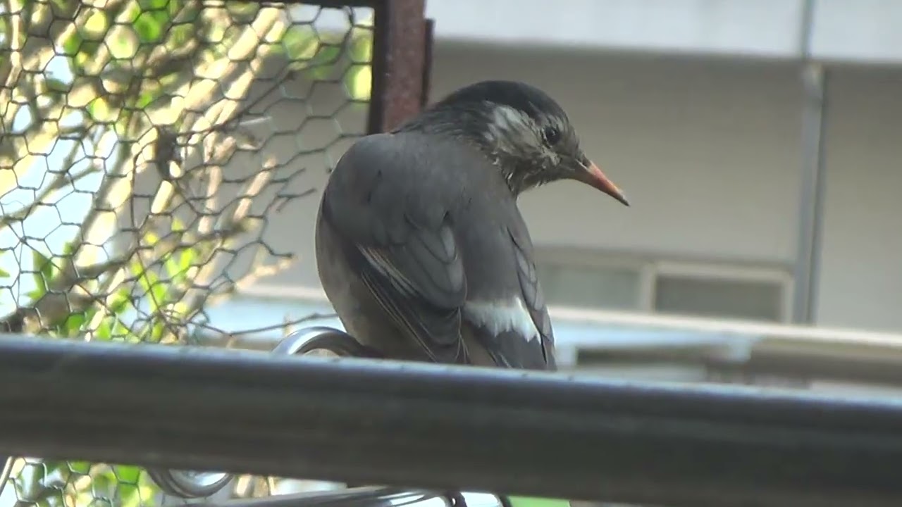 小鳥が今日もやって来た! (2)：2026/2/18(W)