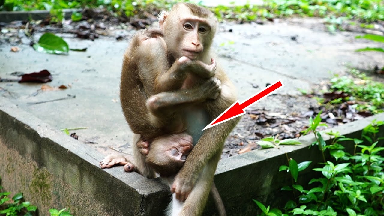 Pity New abandoned pigtail monkey was released & Bryan trying help her