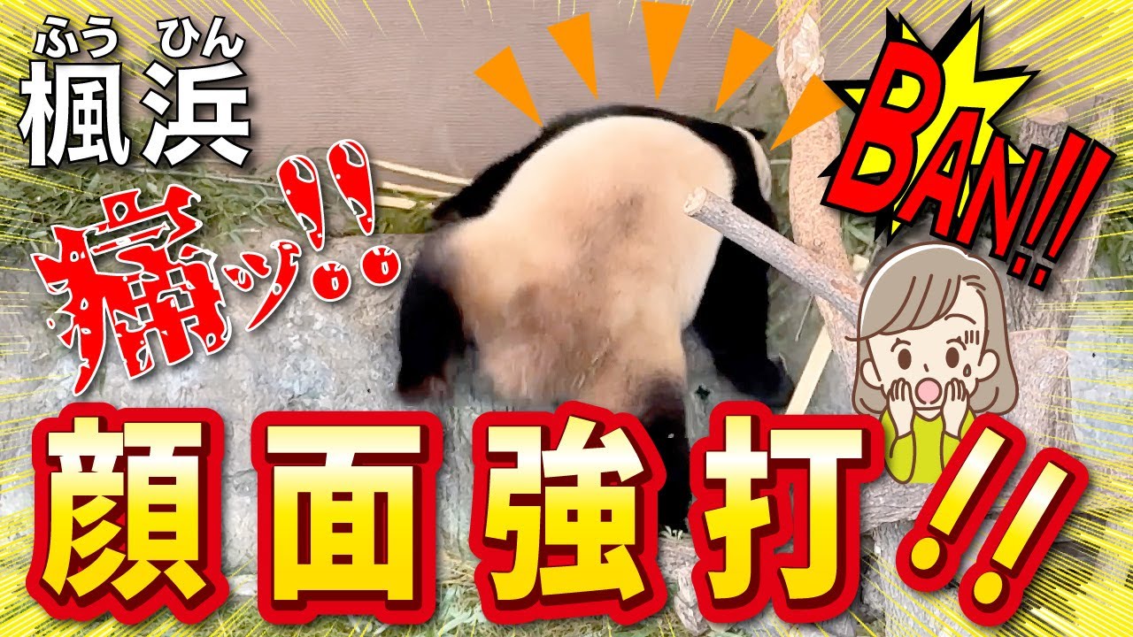 【楓浜（ふうひん）】岩⛰️に顔面強打‼️で館内に悲鳴😱二足歩行＆謎のロングフリーズと盛り沢山の楓🍁ちゃん劇場