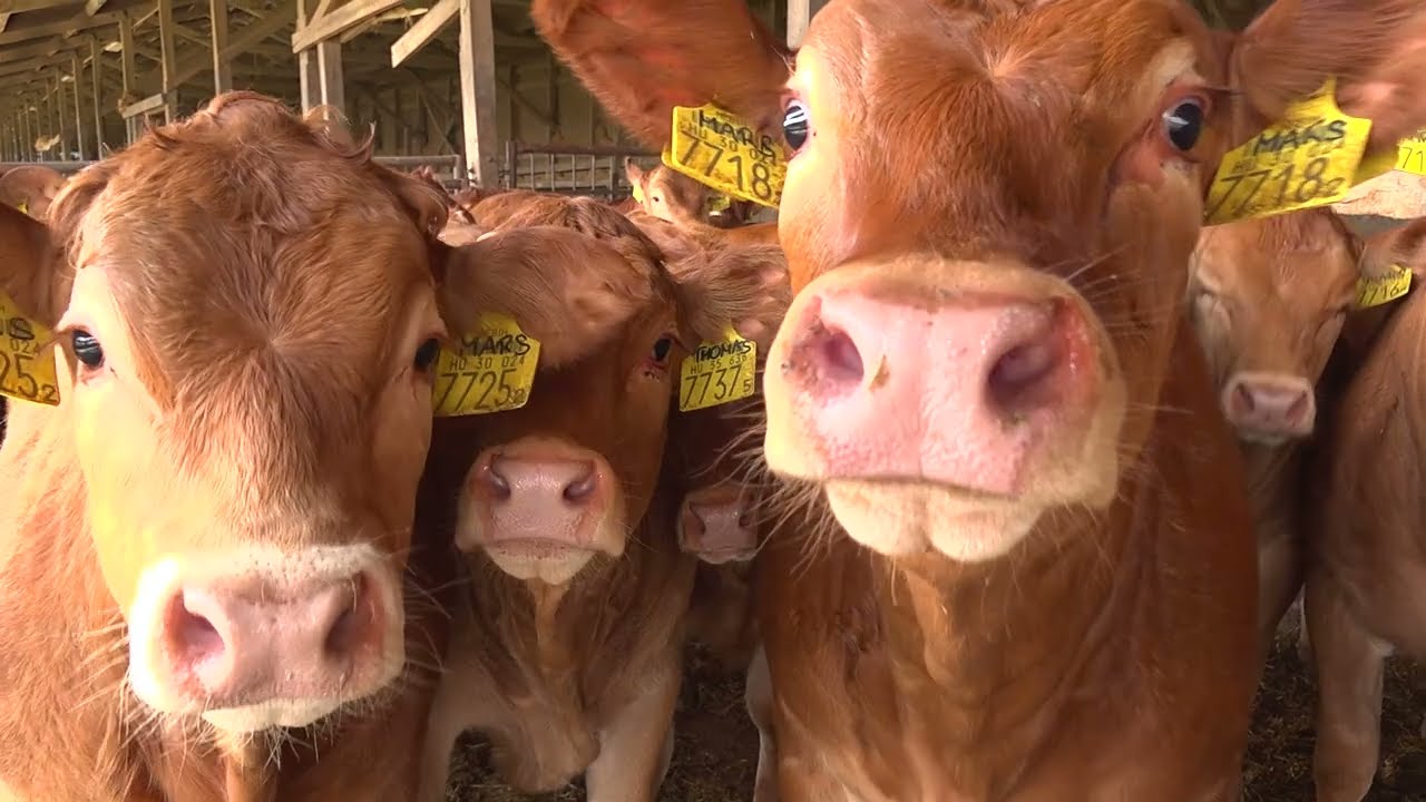 Télen Nyáron Limousin  /  Ábrahámné Mayer Judit