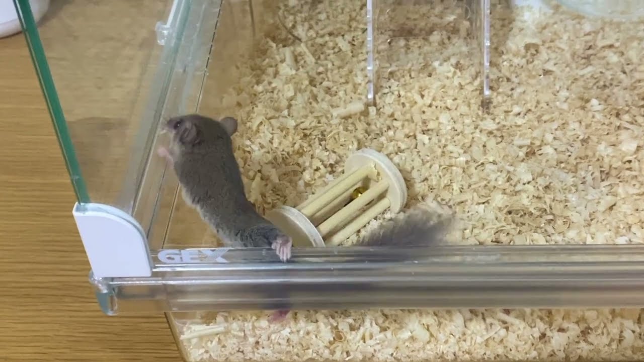 お手手が可愛すぎる！赤ちゃんアフリカヤマネの日常！＜お迎え９日目＞/Hands are too cute! Daily life of a baby African dormouse! ＜Day 9＞
