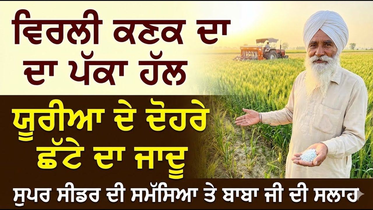 ਕਣਕ ਵਿਰਲੀ ਰਹਿ ਗਈ? 🌾 | ਬਾਬਾ ਜੀ ਨੇ ਦੱਸਿਆ ਬਰਾਬਰ ਕਰਨ ਦਾ ਪੱਕਾ ਇਲਾਜ | Wheat Farming Tips