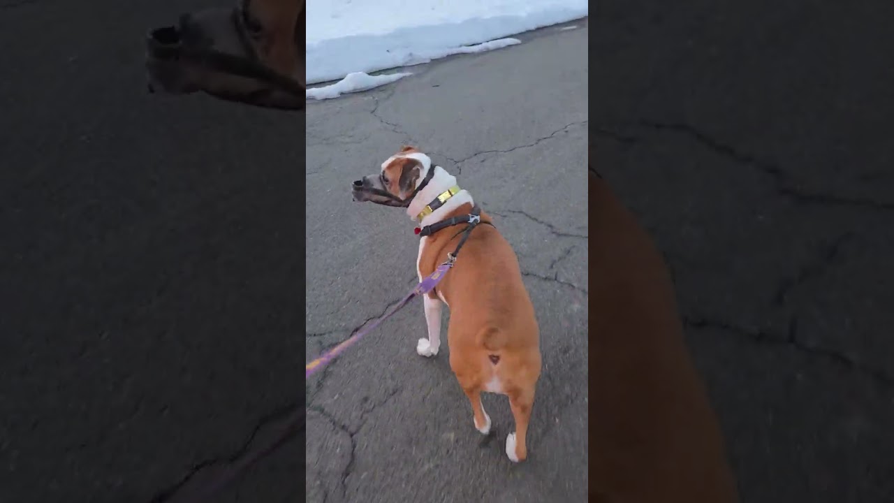 Ellie's Walk Cam Day 780 #dog #dogwalk