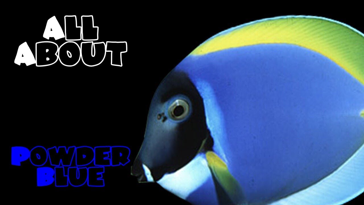 All About The Powder Blue Tang