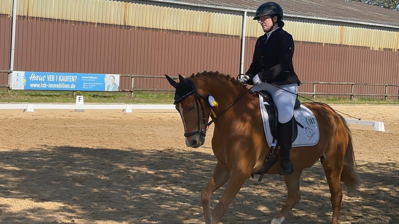 Welche Wertnote würdet ihr geben? 1. E-Dressur mit Happy🐴