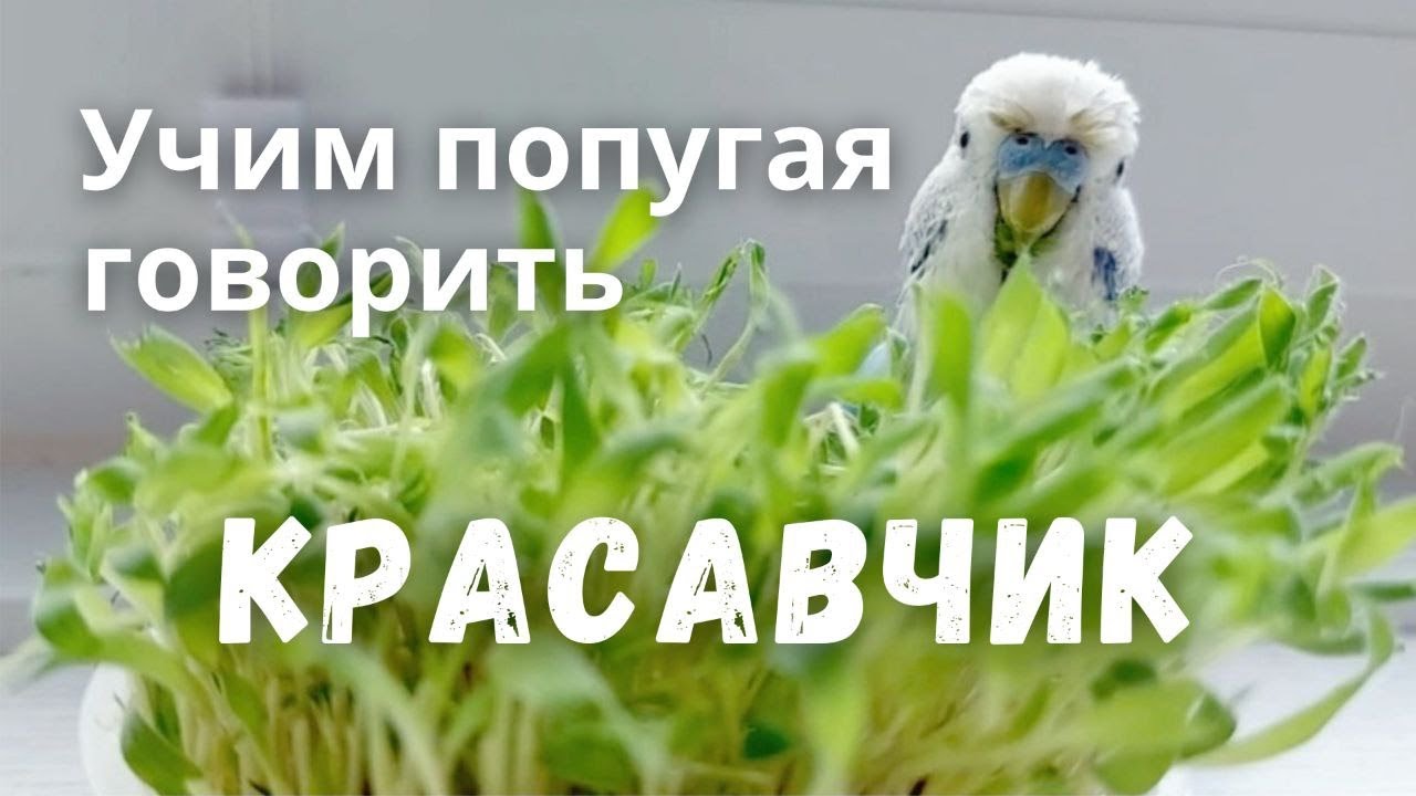 Учим попугая говорить Красавчик