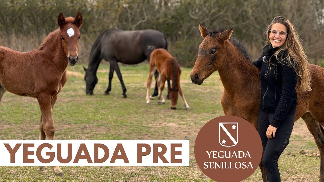 Yeguada Senillosa &ndash; Cr&iacute;a del Pura Raza Espa&ntilde;ol 🐴 🇪🇸, como funciona una yeguada? 🍼
