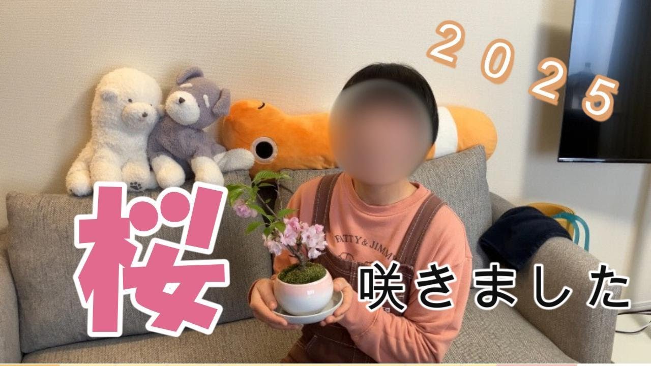 【お花見】2025年の春は家でも外でも桜を満喫。