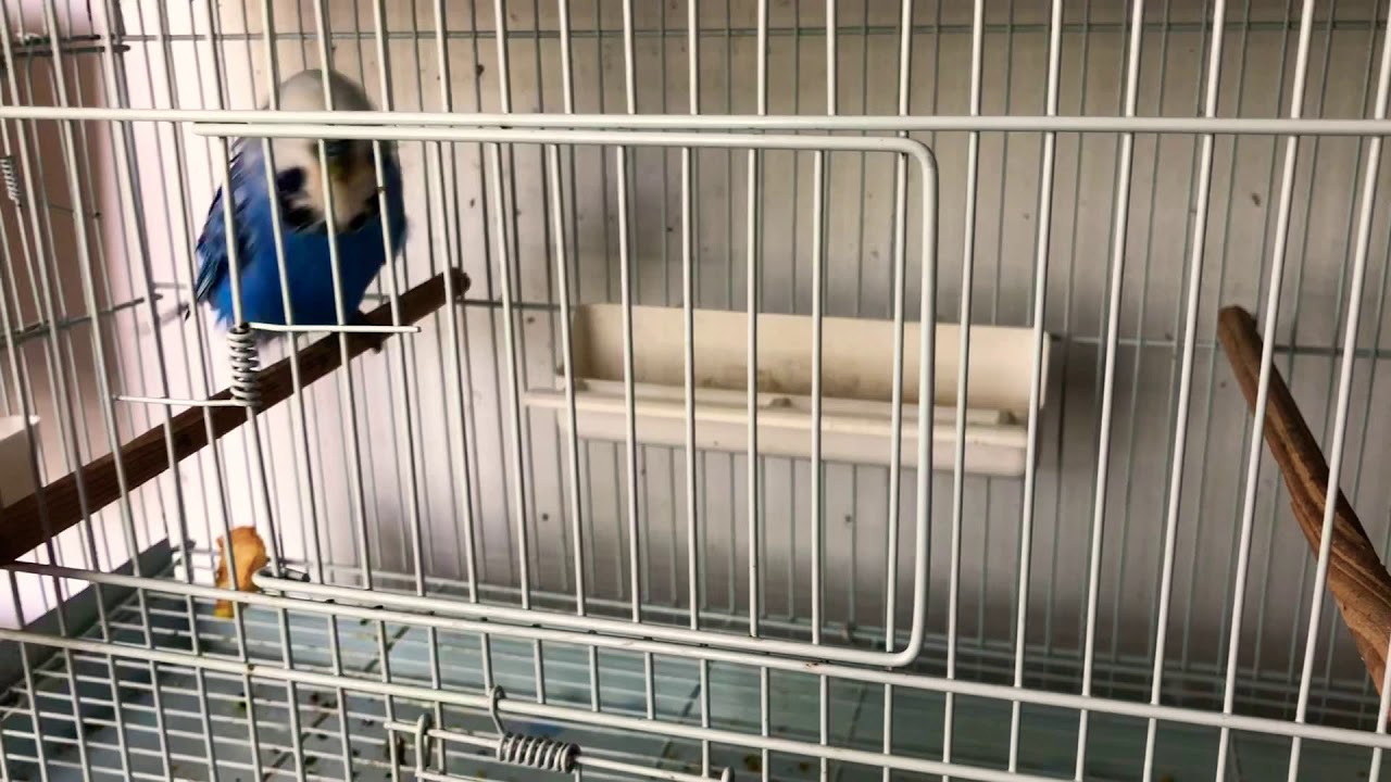 Budgies of Miami, Rosita taking care of the eggs