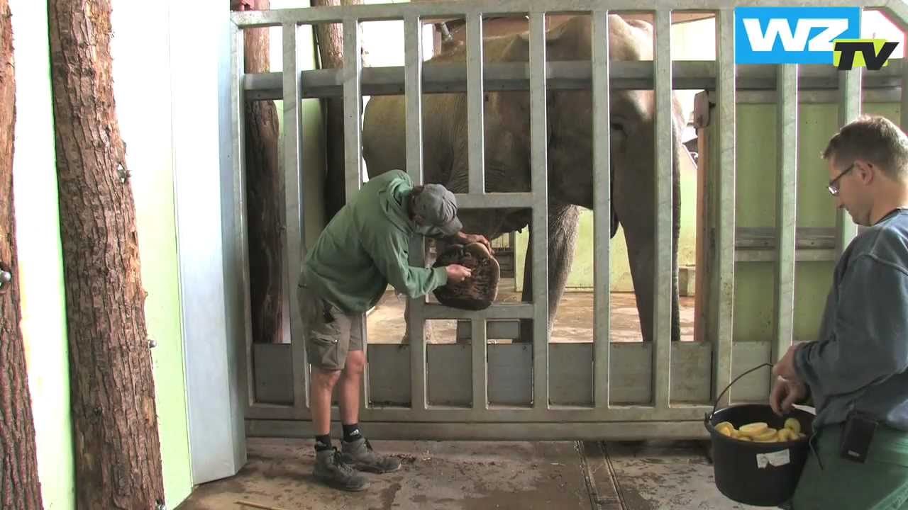Fußpflege für die Zoo-Elefanten