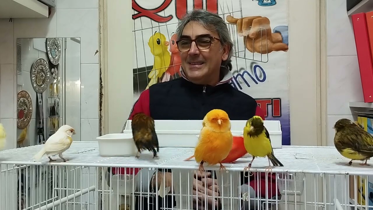 Canarini: non solo gabbia!!!