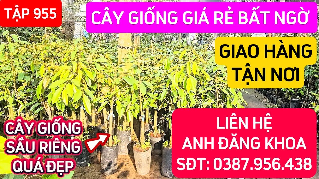TẬP 955 CÂY GIỐNG GIÁ RẺ BẤT NGỜ VÀ GIAO HÀNG TẬN NƠI