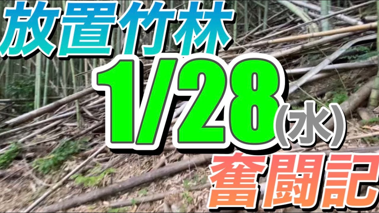 放置竹林奮闘記【早期退職者が竹を割る日々】2026/01/28
