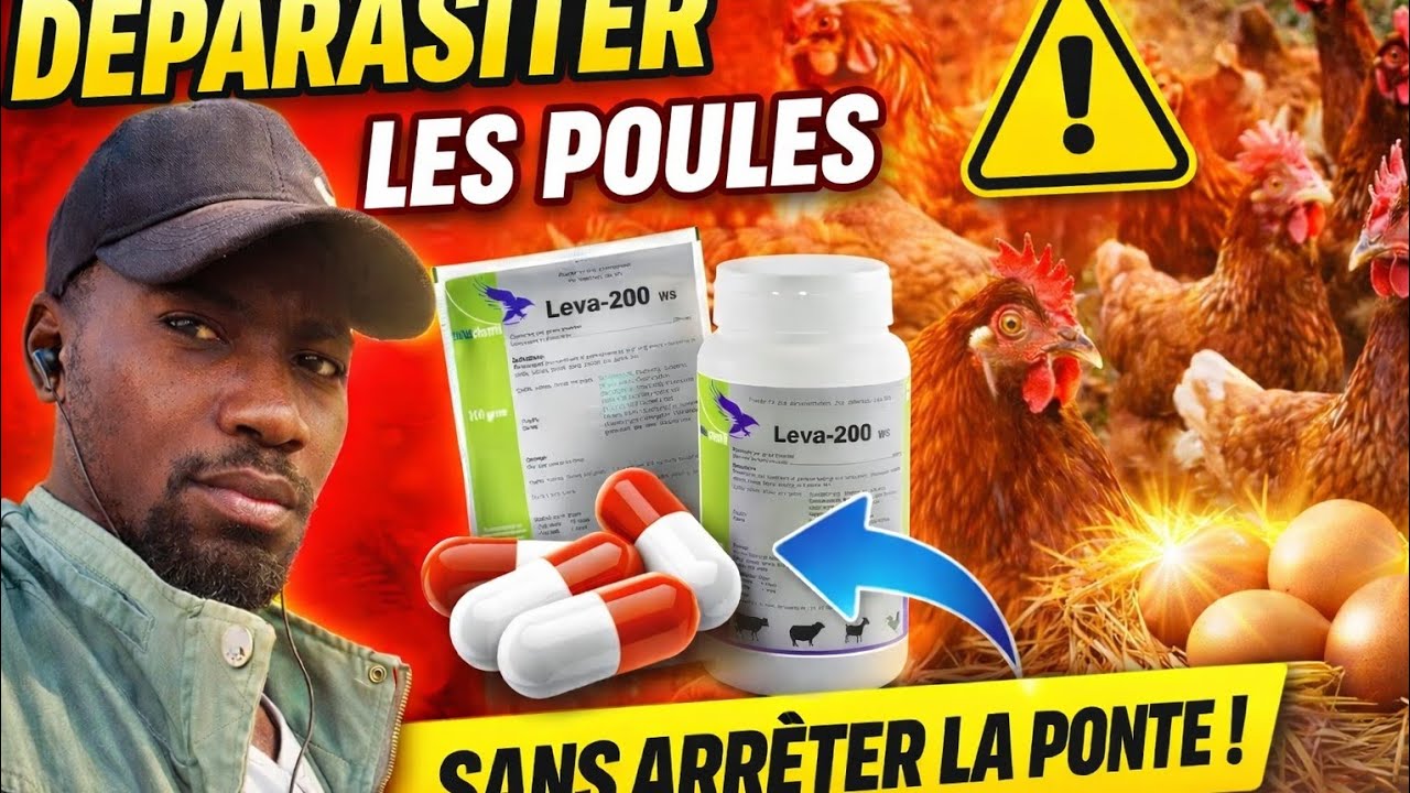 Stratégie de Déparasitage pour Maintenir une Bonne Production d’Œufs
