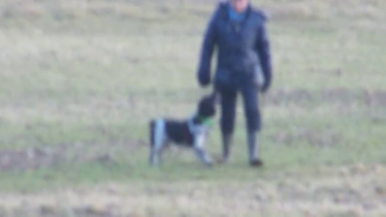 How to stop a dog from chasing sheep. Not a HOW TO video, but an example of how simple it can be!
