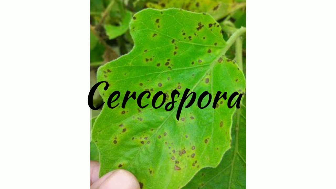 Cercospora