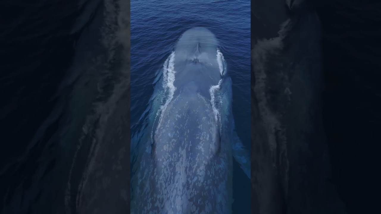 It&rsquo;s like a living submarine! Amazing drone view of the Blue Whale!