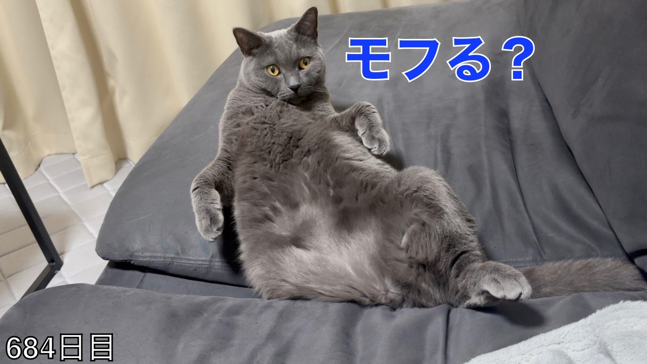 【スコ猫トト君】これはモフって良いよってことだよね？？？