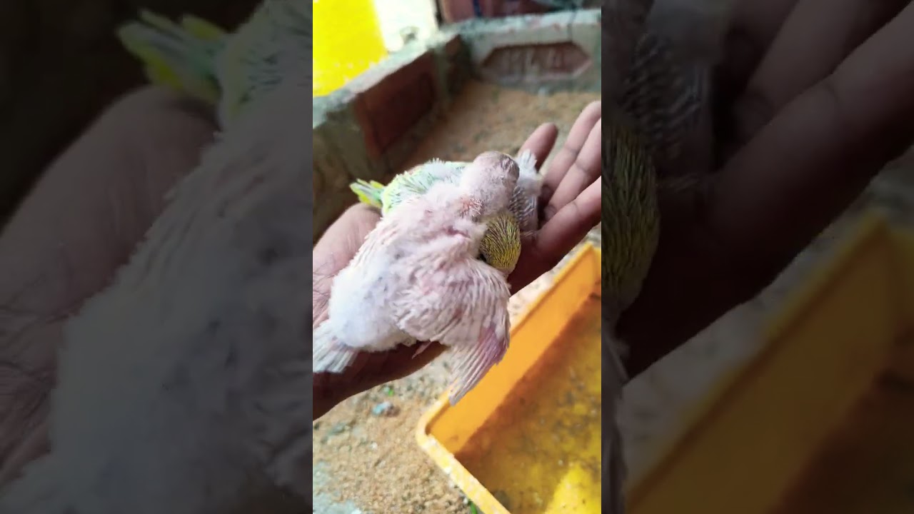 Budjigs mini 🏠 colony #video #birds #babybirds #budgiebreeding