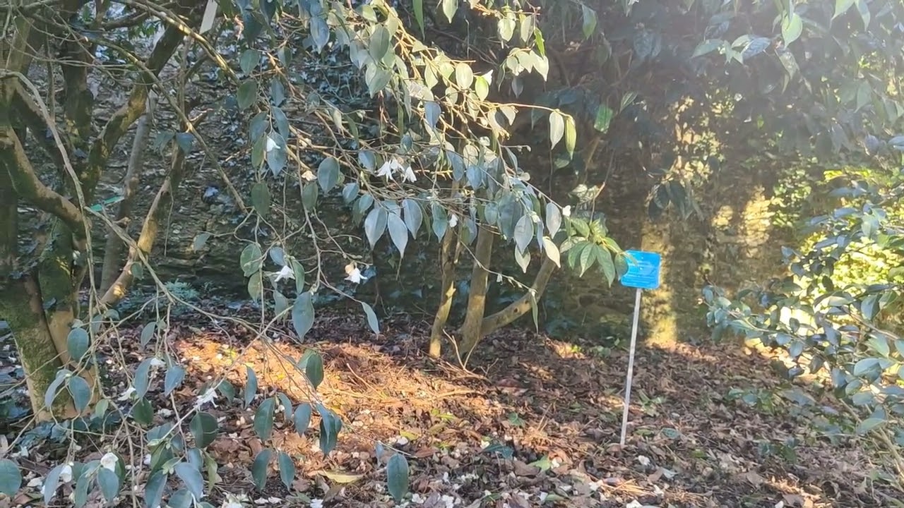 Jardin des plantes à Nantes le 24 février 2026(5)