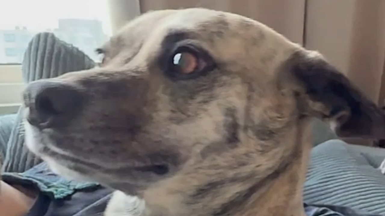 Dog stole my boyfriend