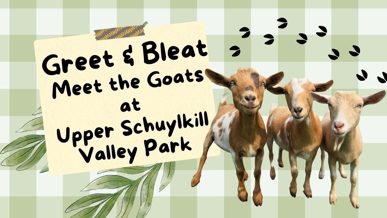 Meet the Goats at Upper Schuylkill Valley Park