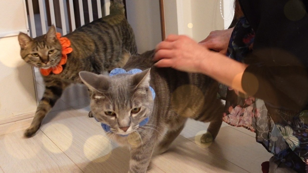 ママが帰宅して大喜びの保護猫兄弟♪【熊次郎と虎次郎/保護猫兄弟とアラフィフ夫婦】