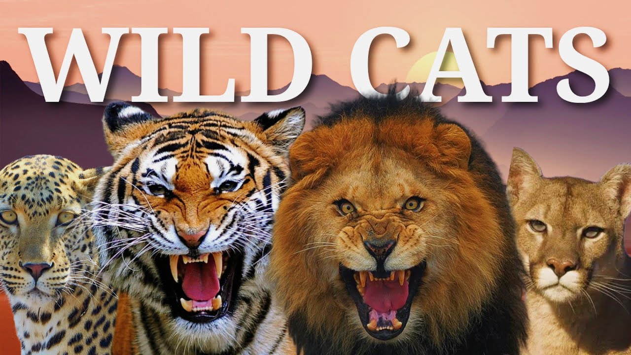 All 7 Species of Wild Big Cats (Explained in 7 Minutes)