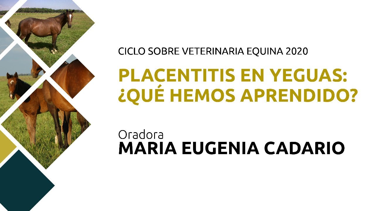 Placentitis en yeguas: ¿Qué hemos aprendido?