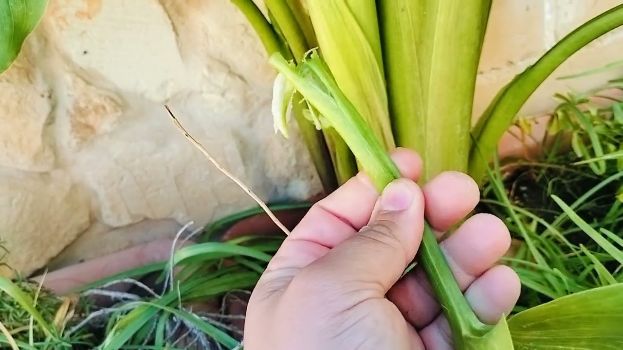 Kif tieħu ħsieb il-buqari