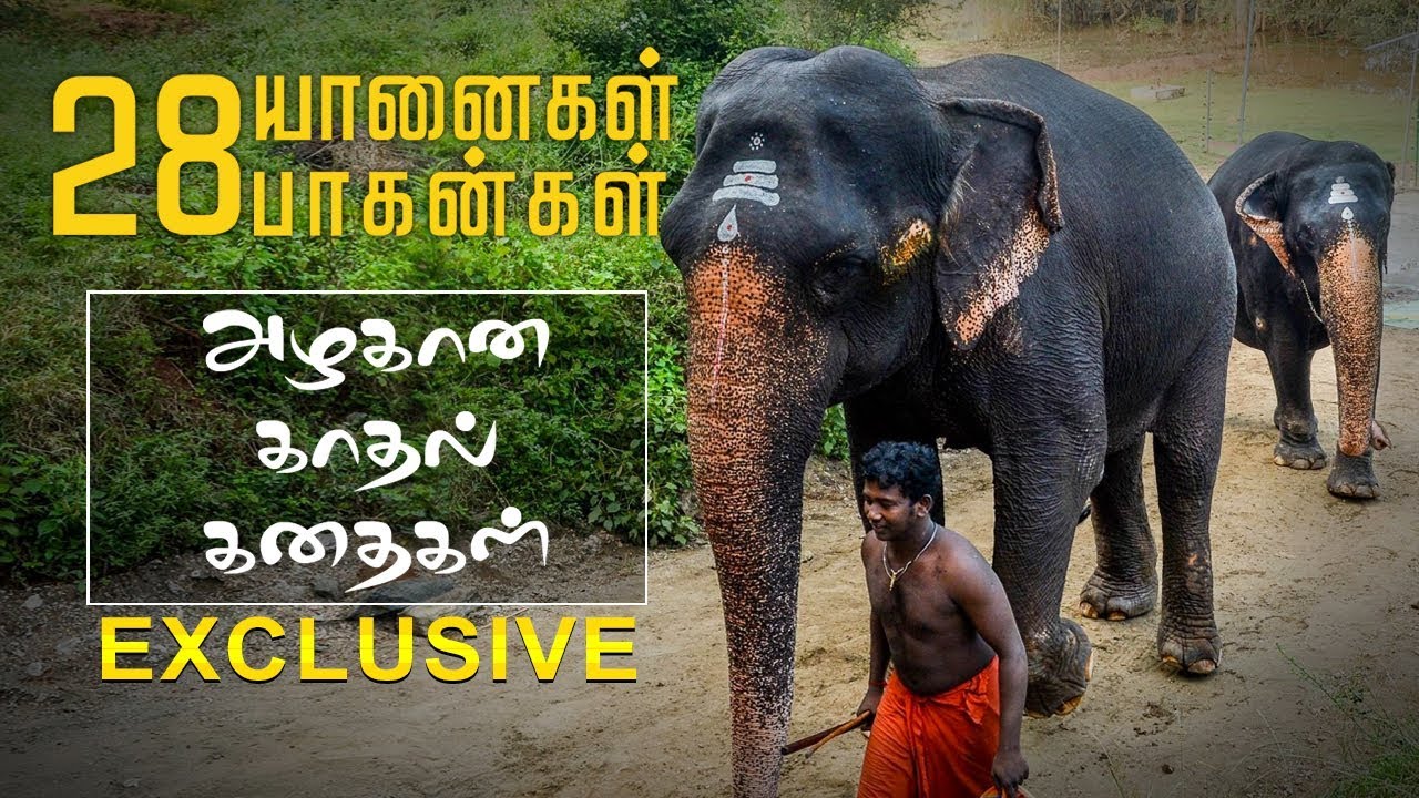 யானை அதிக அன்புள்ள ஒரு முட்டாள்! | A Day With Elephant