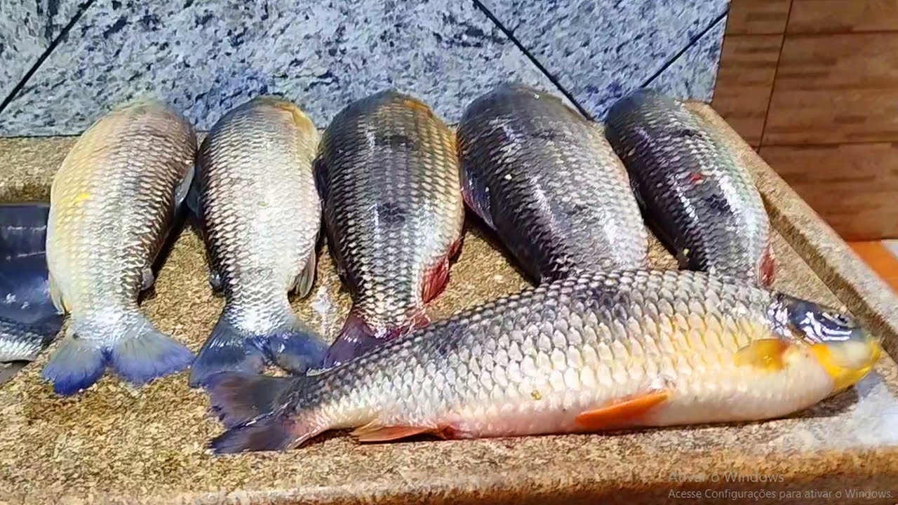 PESCARIA  NA PINGADINHA  NO RIO GRANDE EM PLANURA MINAS GERAIS - PESCARIA EMBARCADO