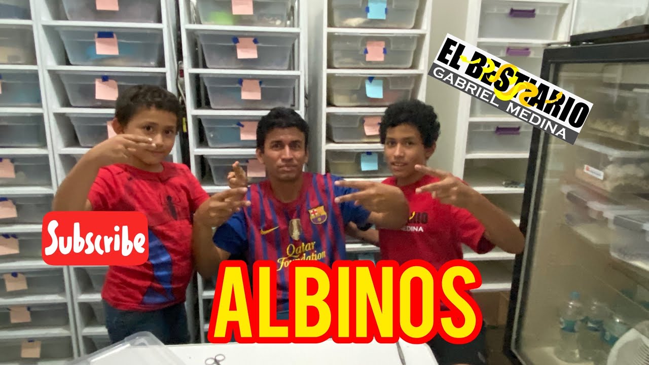 Pitones bola albinos naciendo