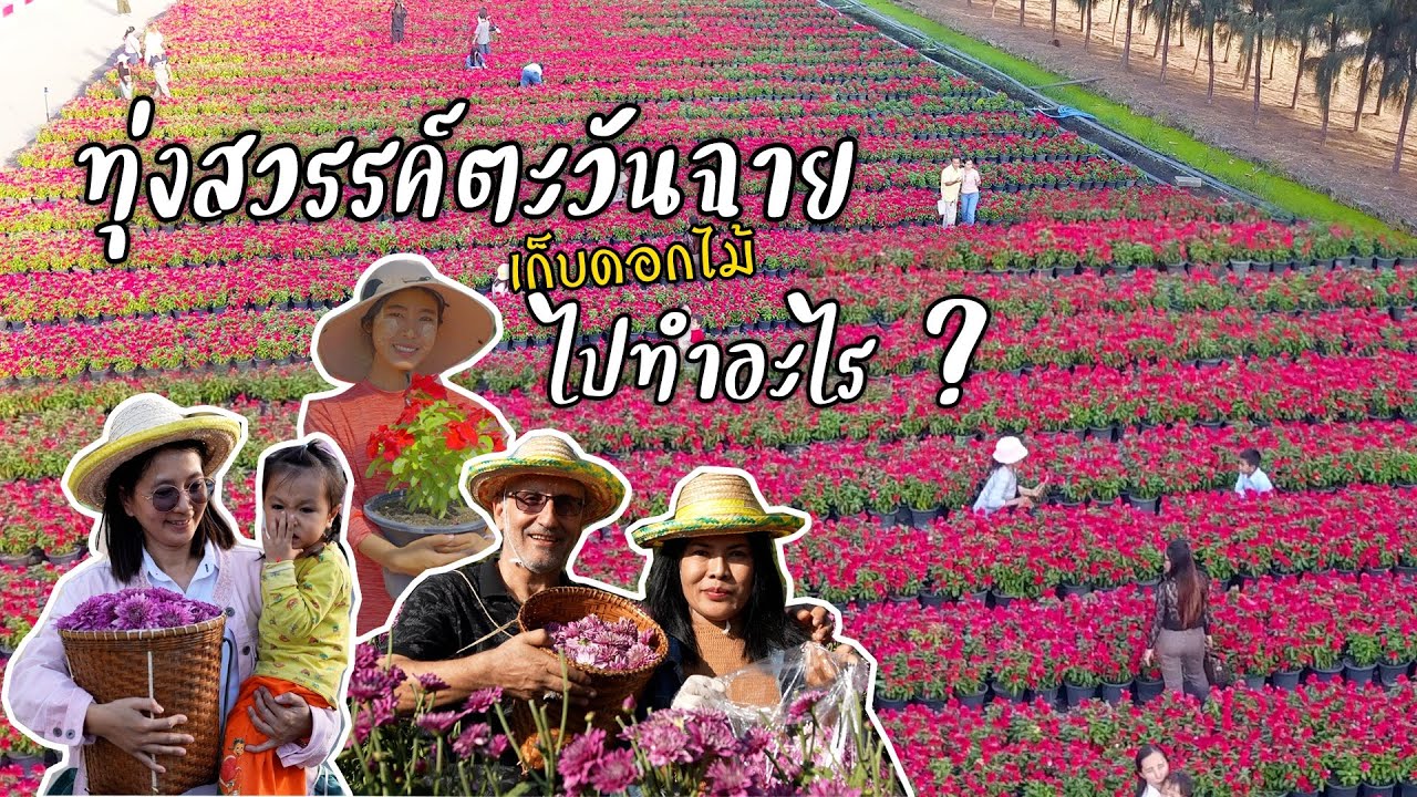EP.1 ทุ่งสวรรค์ตะวันฉายเก็บดอกไม้ไปทำอะไร V-Flower เบื้องหลังธรรมยาตราปีที่​13