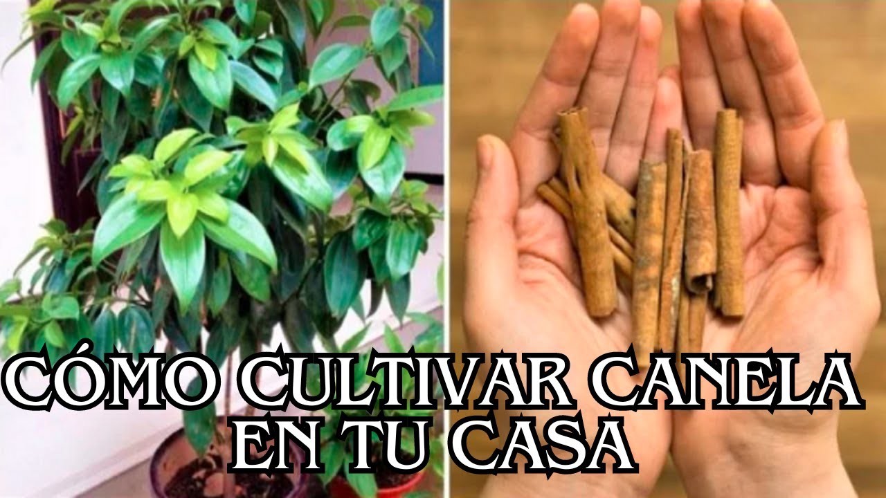 Cómo cultivar canela en la casa