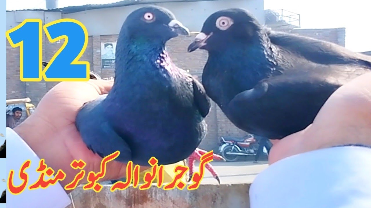 12) Gujranwala ki kabootar mandi ||  Gujranwala Kabootar mandi pakistan