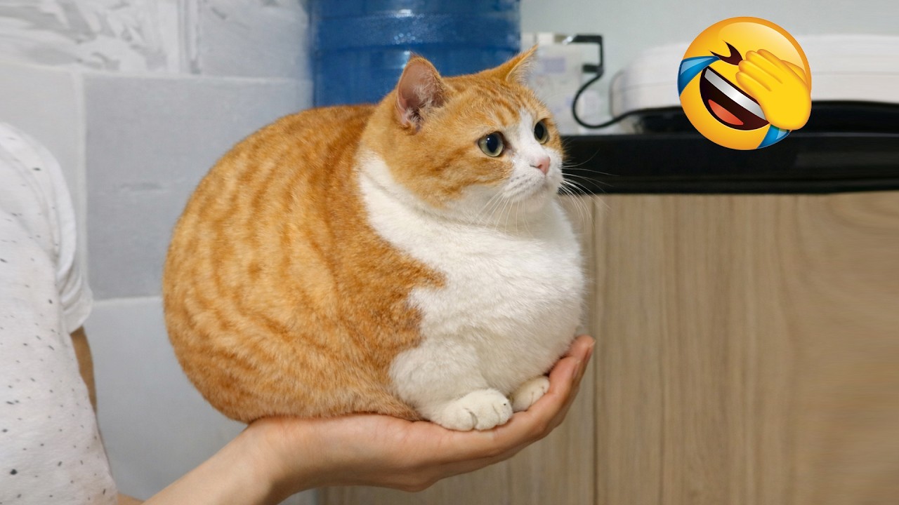 Hilarious Cats & Dogs funny video Compilation 2026 😂 Try Not To Laugh 😽🐶