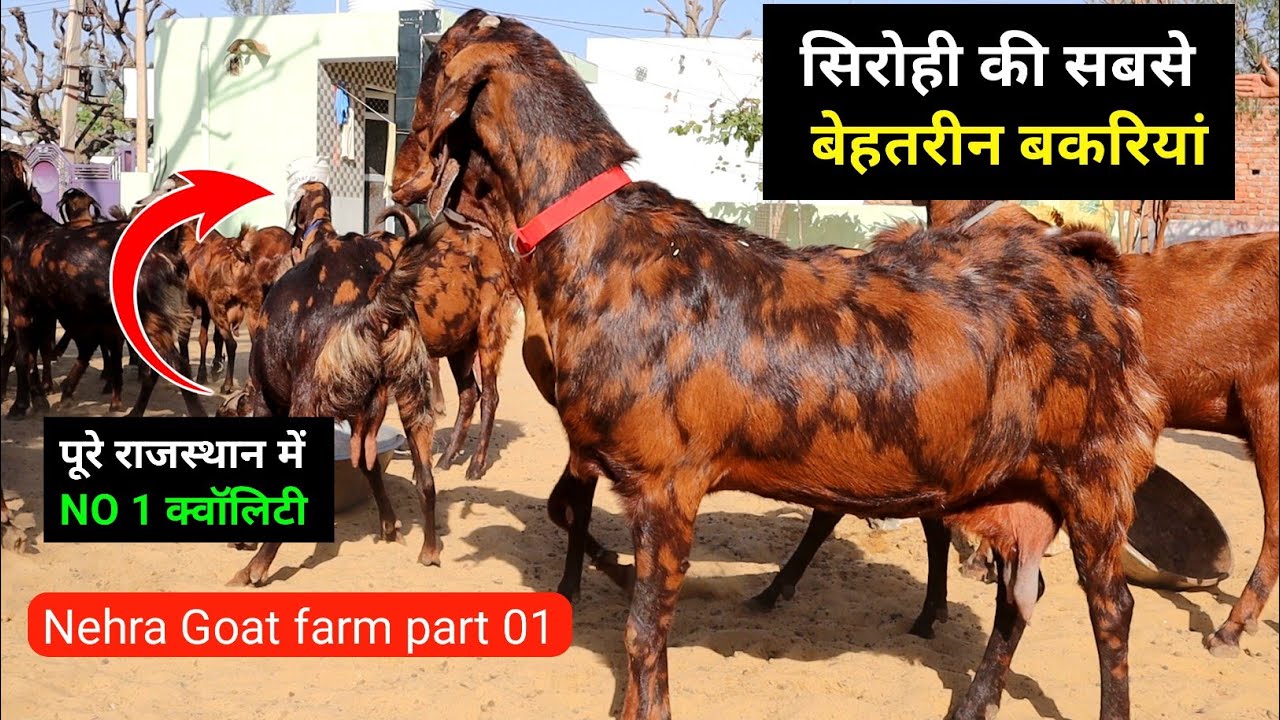 सिरोही की सबसे बेहतरीन बकरियां पूरे राजस्थान में NO 1 | NEHRA GOAT FARM| Harish Yadav