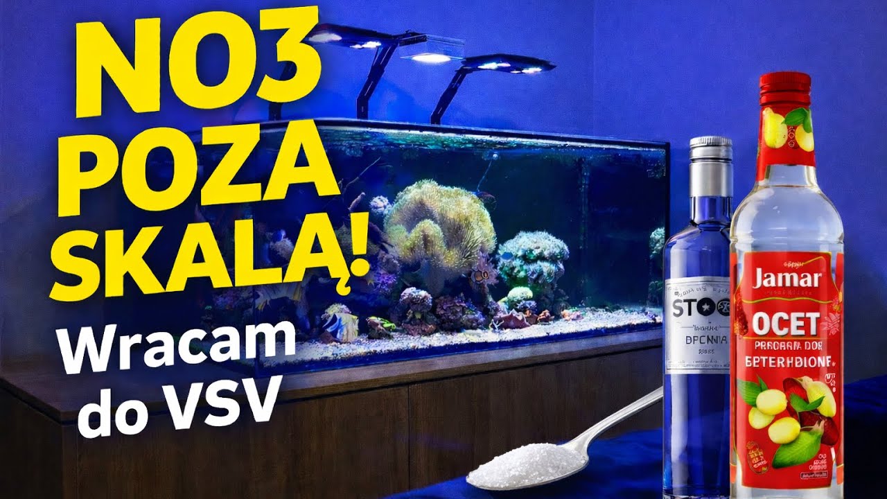 NO3 POZA SKALĄ. WRACAM DO VSV | AKWARIUM MORSKIE #akwariummorskie 